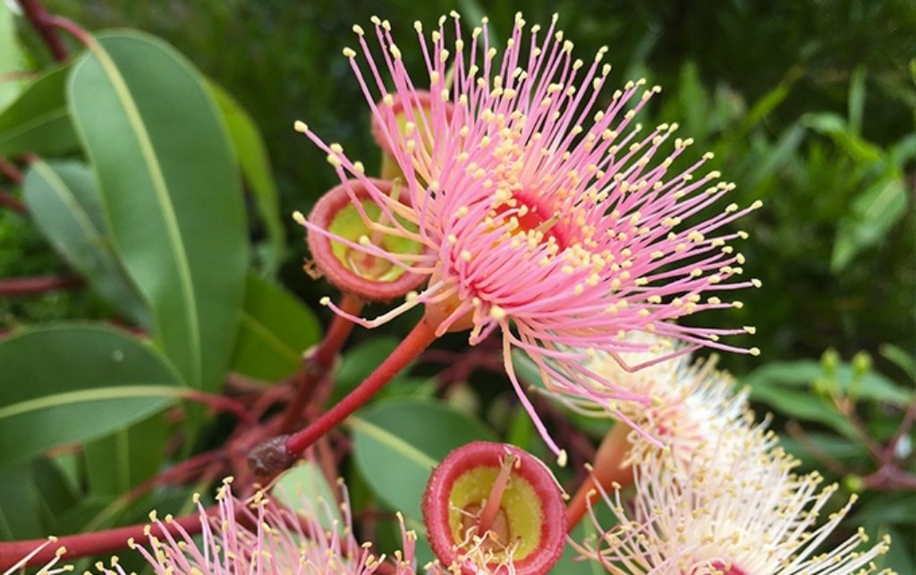 L’huile d’eucalyptus, pourquoi l’utiliser pour la barbe ? 1 eucalyptus barbe 1