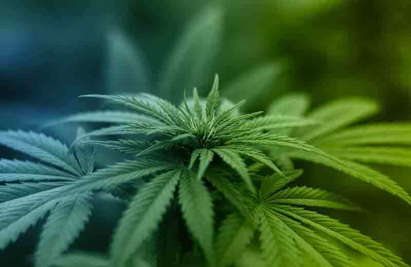 Cannabis Sativa : soins pour la peau