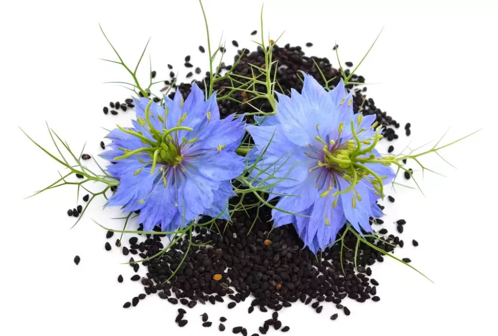 Graine de nigelle