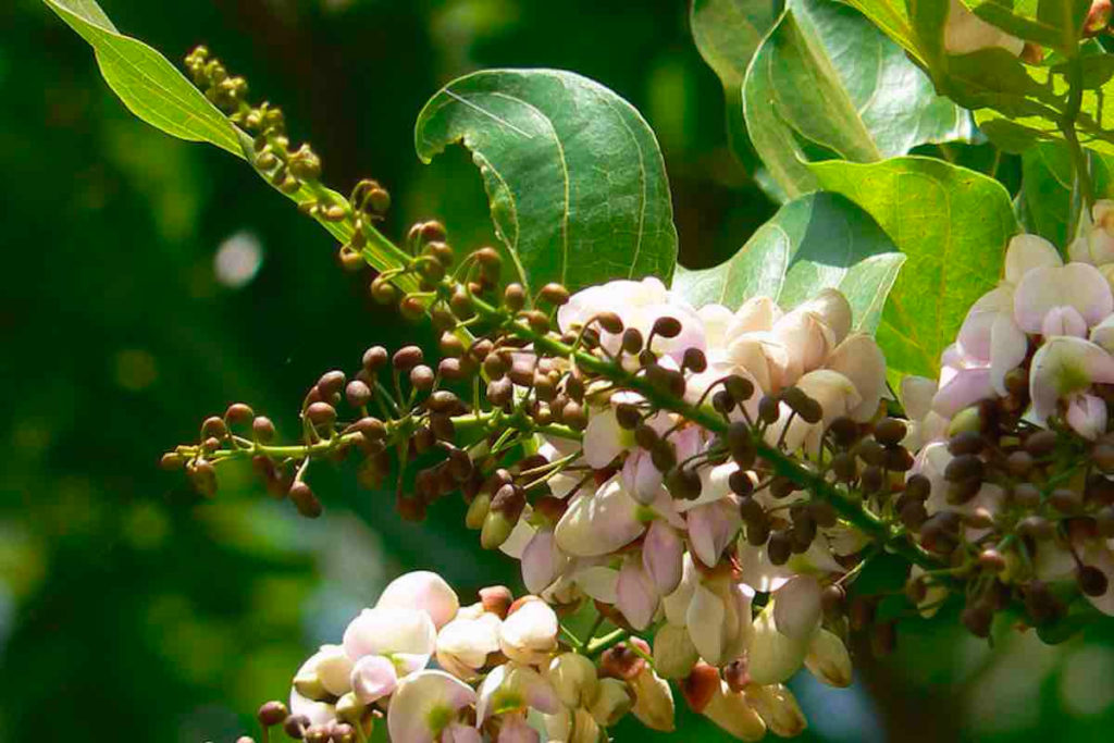 Huile de karanja -  Arbre Pongamia pinnata