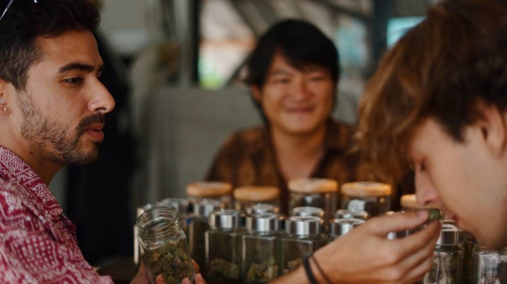 Fleur de CBD : comment choisir la variété qui vous correspond ? 3 Choisir sa variété de fleur de CBD