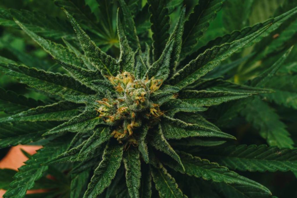 Fleur de CBD : comment choisir la variété qui vous correspond ? 2 fleur de CBD
