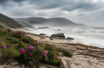 Fleurs roses sur une plage sauvage avec des vagues déchaînées et des montagnes brumeuses en arrière-plan.
