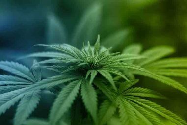 Chanvre / cannabis sativa quels bienfaits pour la peau ?