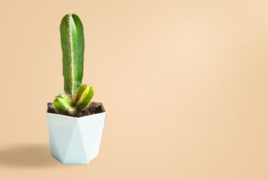 Faut-il utiliser une crème dépilatoire pour les parties génitales ?